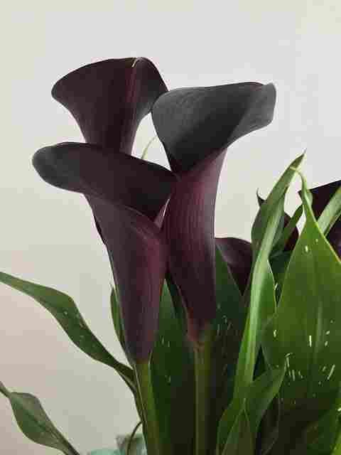 Purple Calla Lily