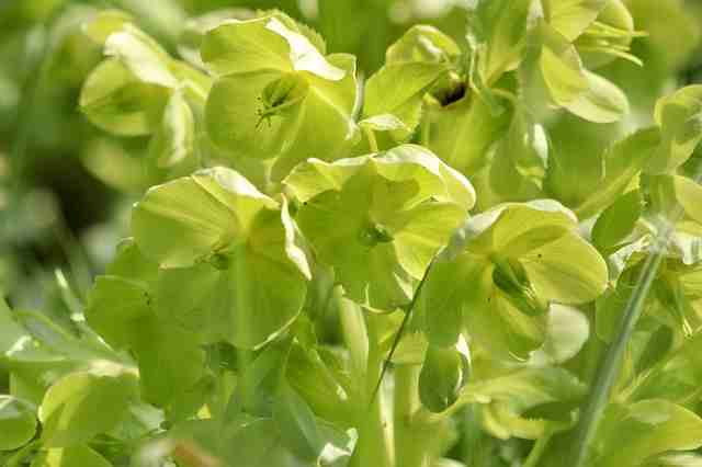 Green Hellebore Flower