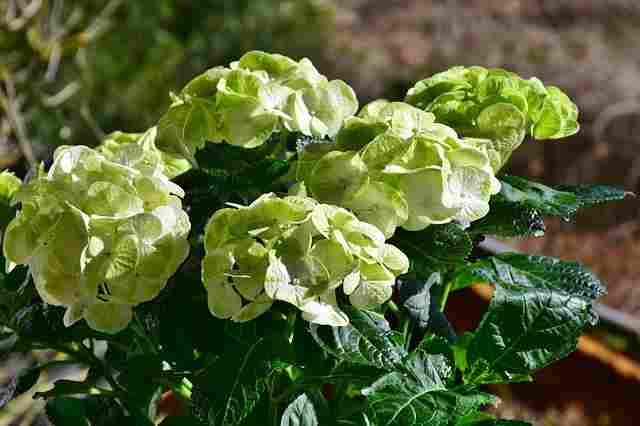 Green Hydrangea Flower