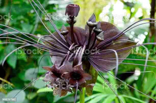 Bat Orchid Flower