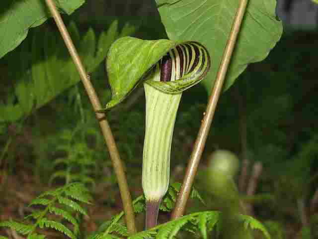 Jack In The Pulpit Flower