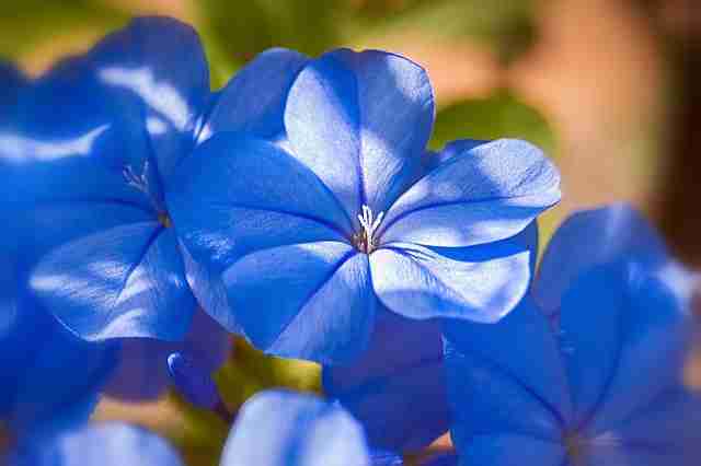 नीला चमेली (blue jasmine flower)