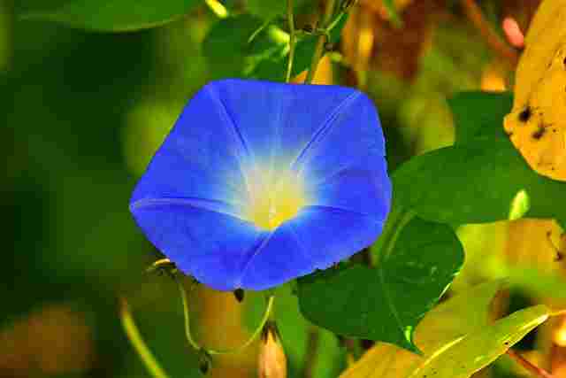 महिमा फूल (Morning Glory)