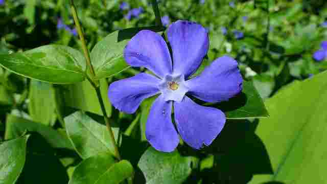 सदाफूली (Periwinkle)