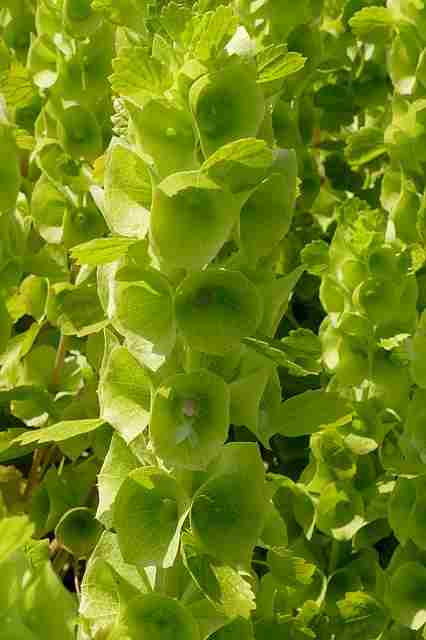 Bells Of Ireland Flower 