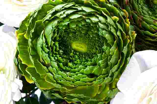 Ranunculus Flower