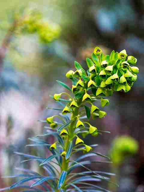 Mediterranean Spurge Flower