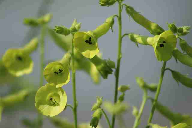 Flowering Tobacco