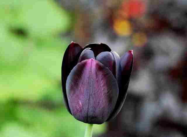 Black Tulip Flower