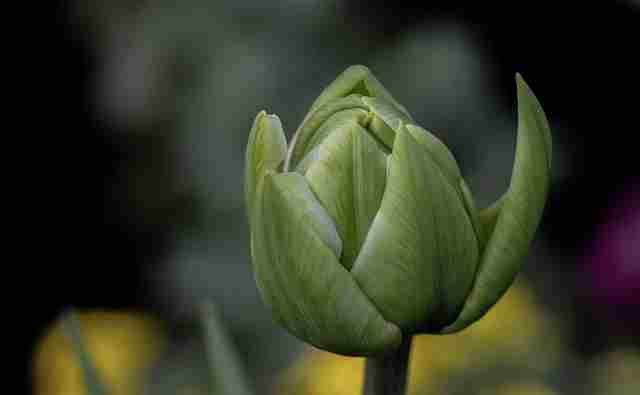 Green Tulip Flower