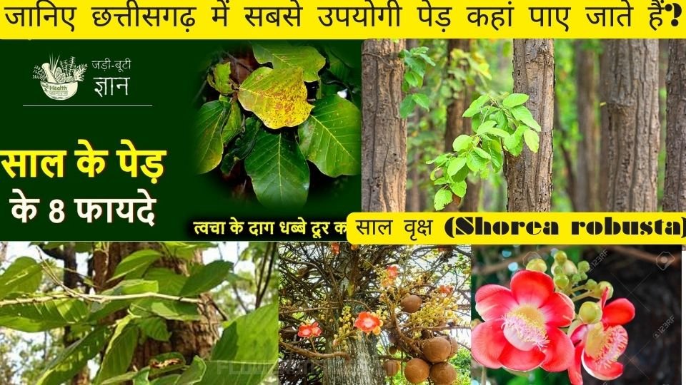 जानिए छत्तीसगढ़ में सबसे उपयोगी पेड़ कहां पाए जाते हैं?