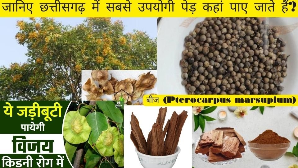 जानिए छत्तीसगढ़ में सबसे उपयोगी पेड़ कहां पाए जाते हैं?