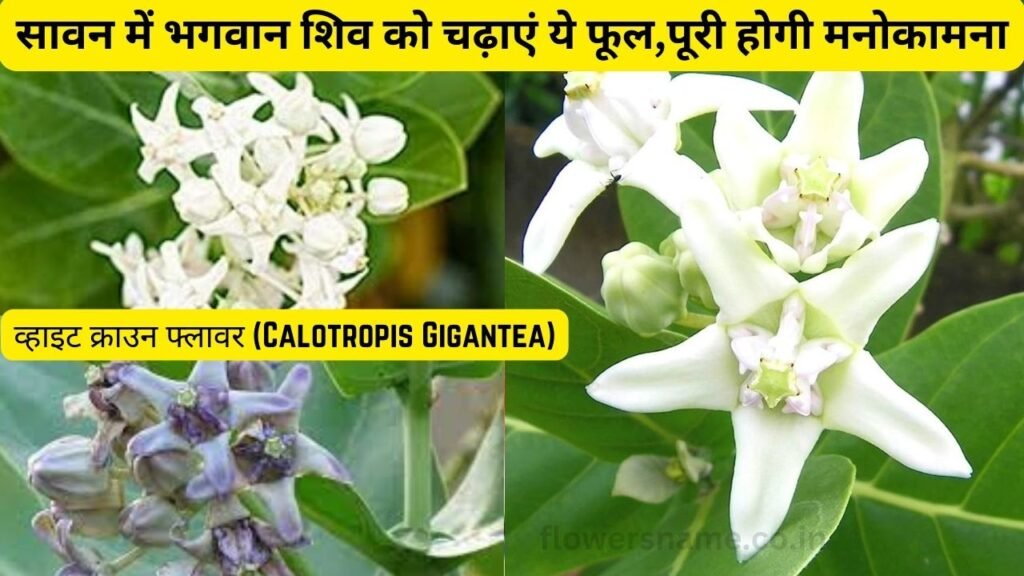 व्हाइट क्राउन फ्लावर (Calotropis Gigantea)
