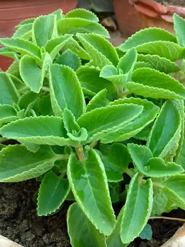 ajwain_plant-leaves