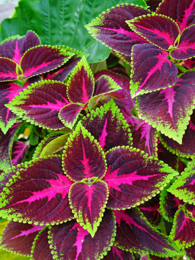 coleus-colors-2