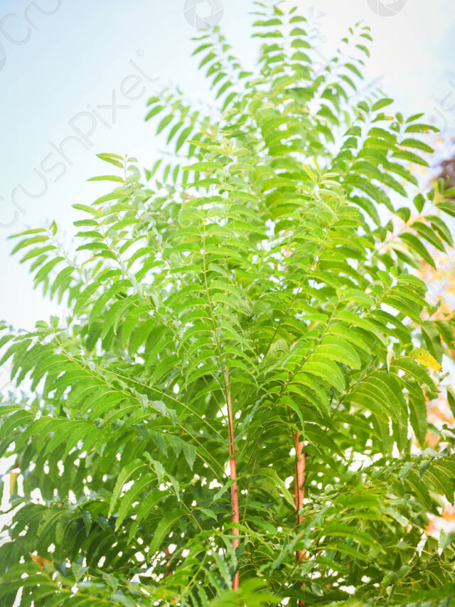 fresh-green-tree-neem-leaves-1729617