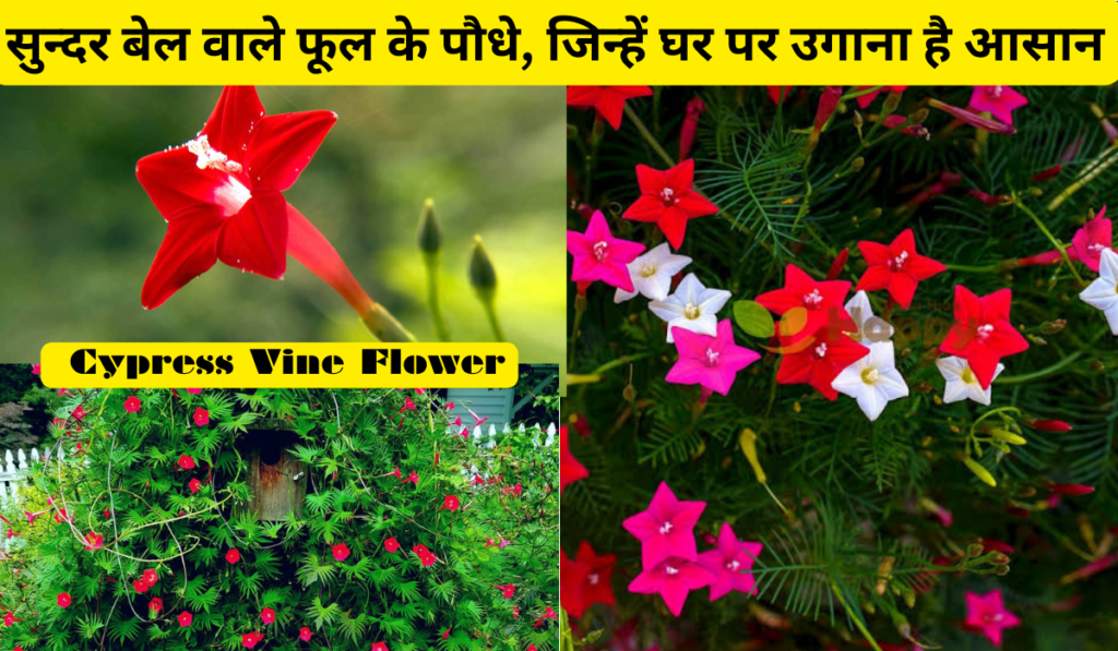 साइप्रस वाइन फ्लावर – Cypress Vine Flower