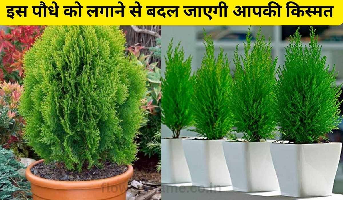 Morpankhi Plants इस पौधे को लगाने से बदल जाएगी आपकी किस्मत