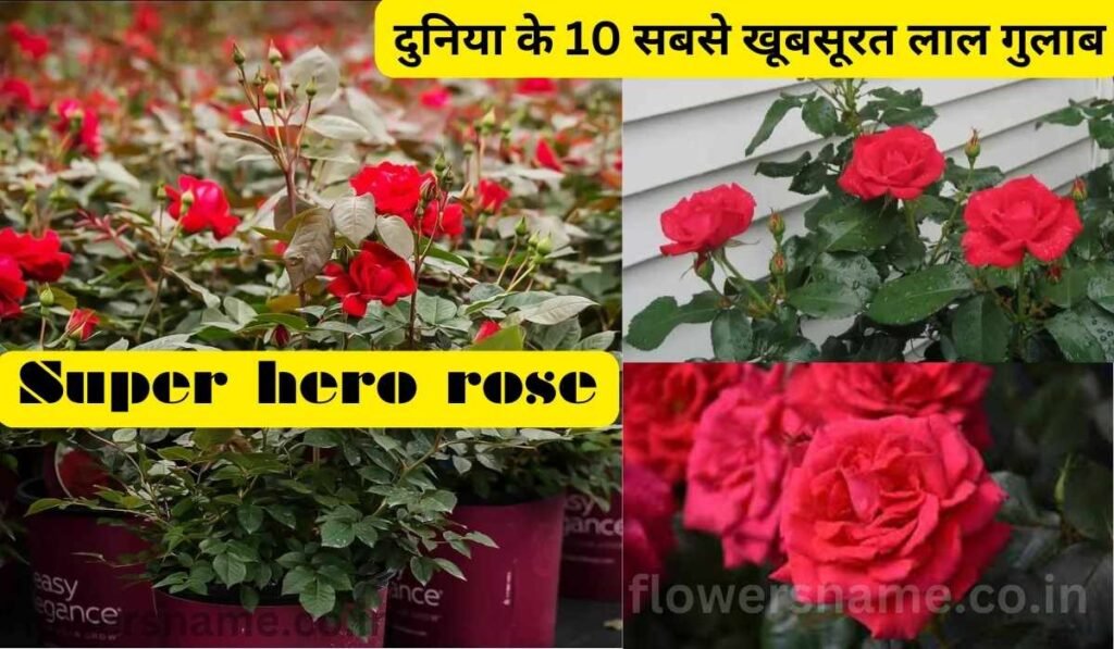 दुनिया के 10 सबसे खूबसूरत लाल गुलाब