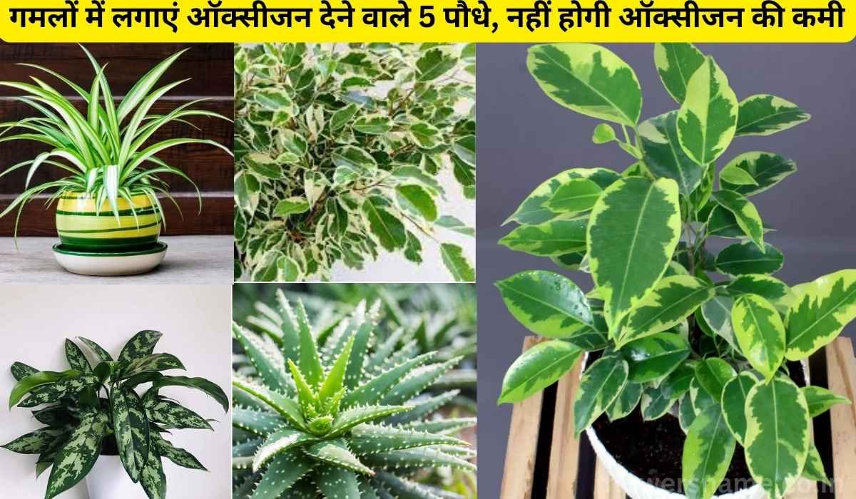 गमलों में लगाएं ऑक्‍सीजन देने वाले 5 पौधे, नहीं होगी ऑक्‍सीजन की कमी