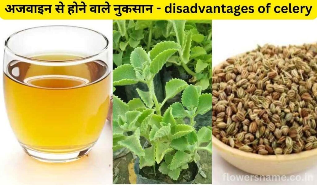 अजवाइन से होने वाले नुकसान - disadvantages of celery