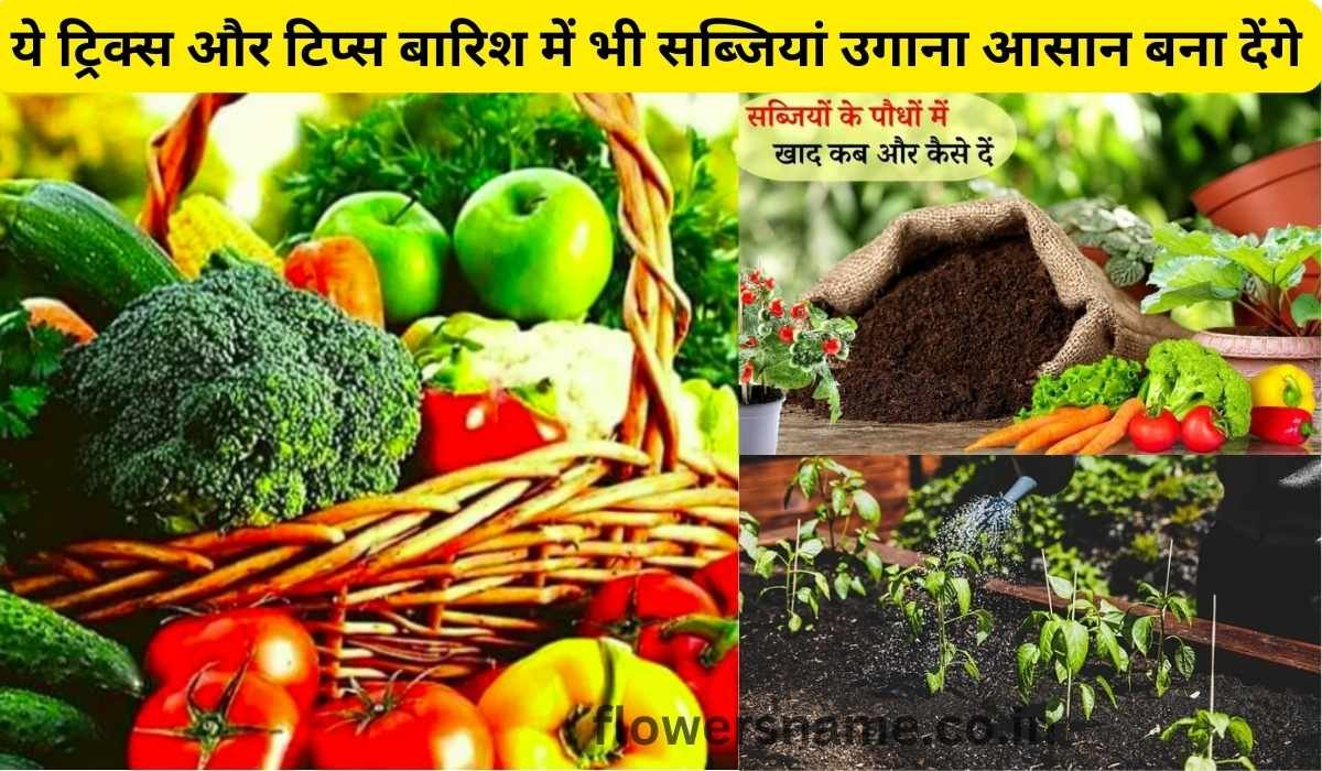 ये ट्रिक्स और टिप्स बारिश में भी सब्जियां उगाना आसान बना देंगे