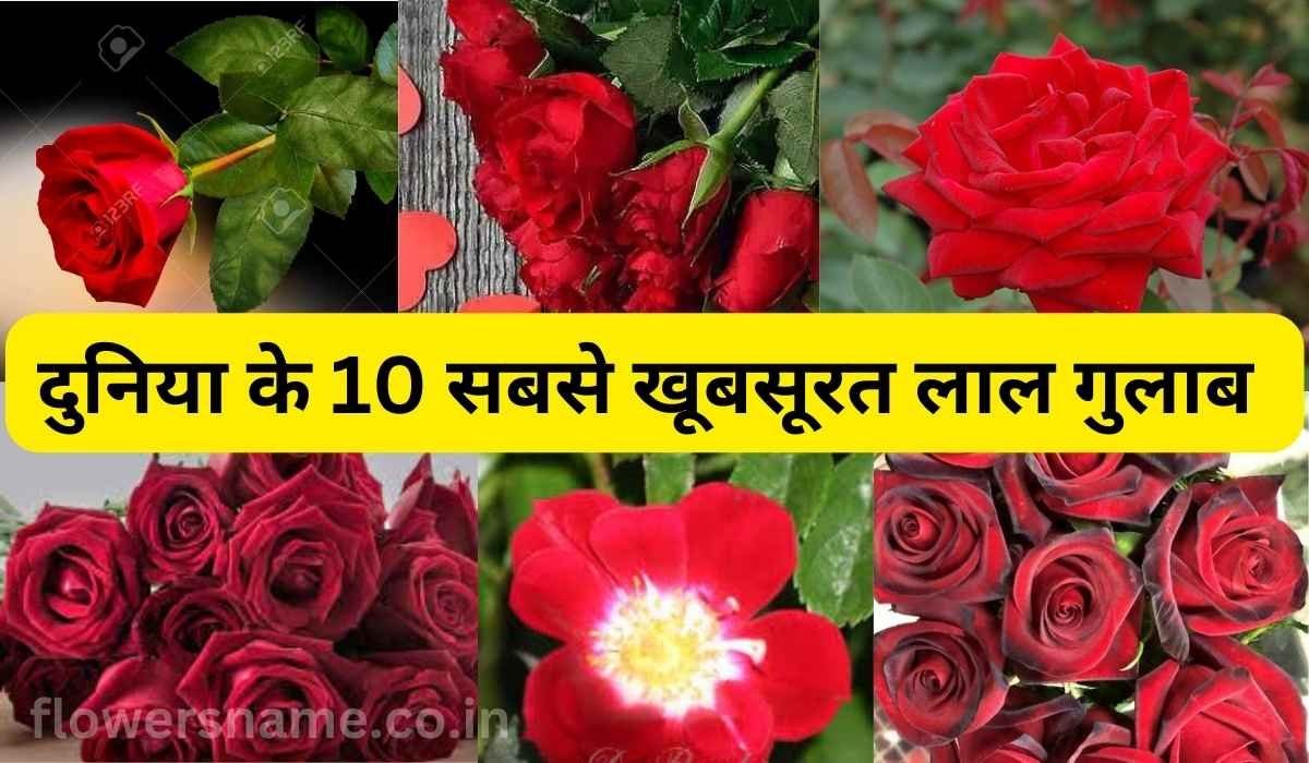 दुनिया के 10 सबसे खूबसूरत लाल गुलाब|10 Most Beautiful Red Roses In The World