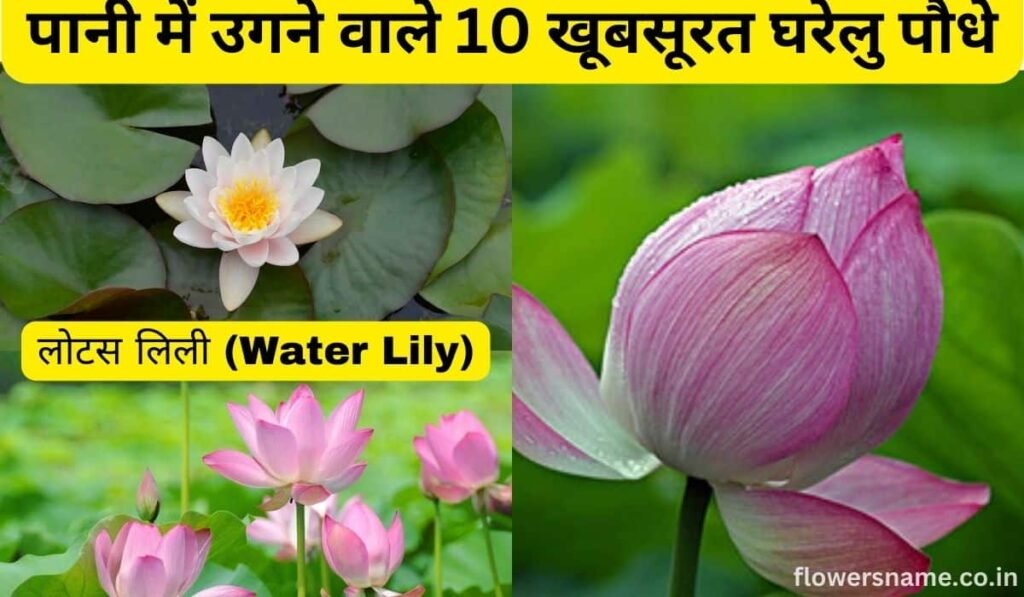 पानी में उगने वाले 10 खूबसूरत घरेलु पौधे