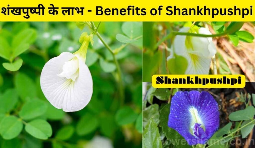 शंखपुष्पी के लाभ - Benefits of Shankhpushpi