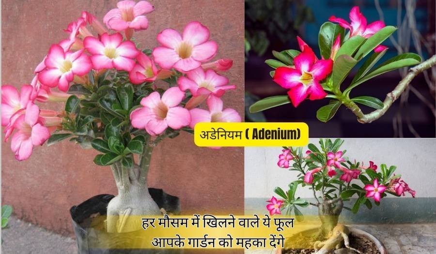 हर मौसम में खिलने वाले ये फूल आपके गार्डन को महका देंगे