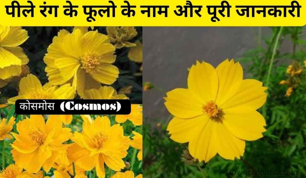 पीले रंग के फूलो के नाम और पूरी जानकारी