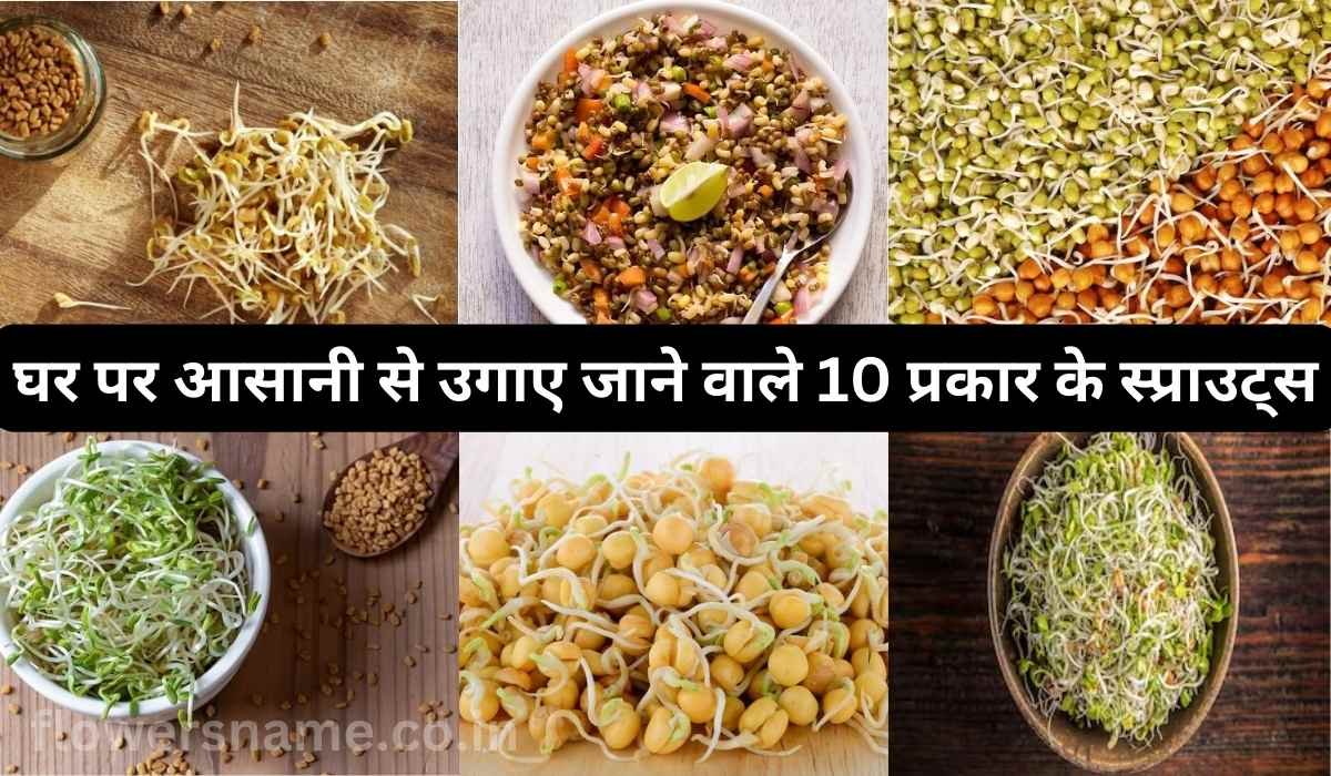घर पर स्प्राउट्स उगाने के फायदे – Benefits of growing sprouts at home