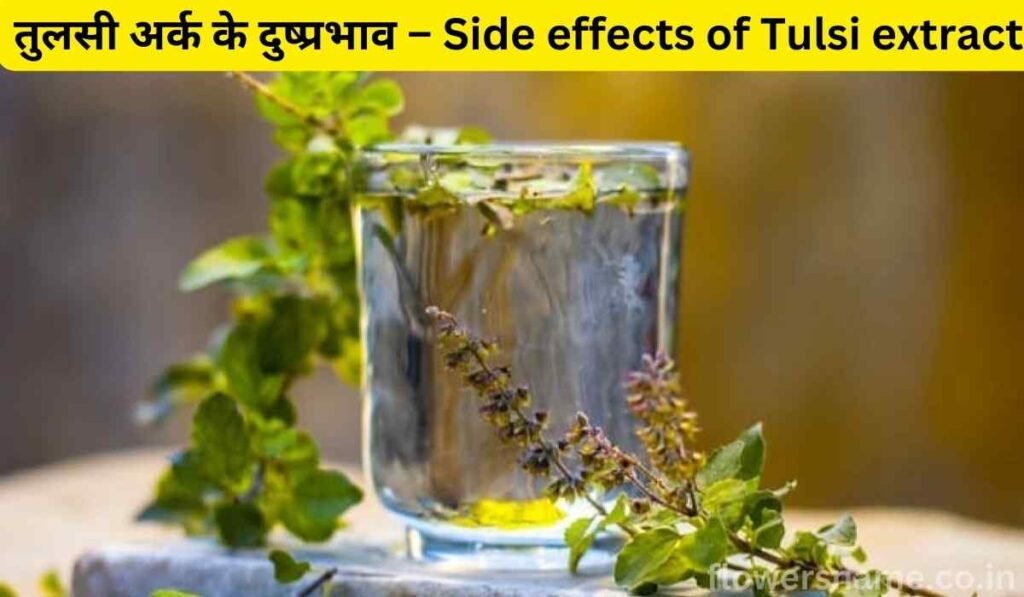 तुलसी अर्क के दुष्प्रभाव – Side effects of Tulsi extract