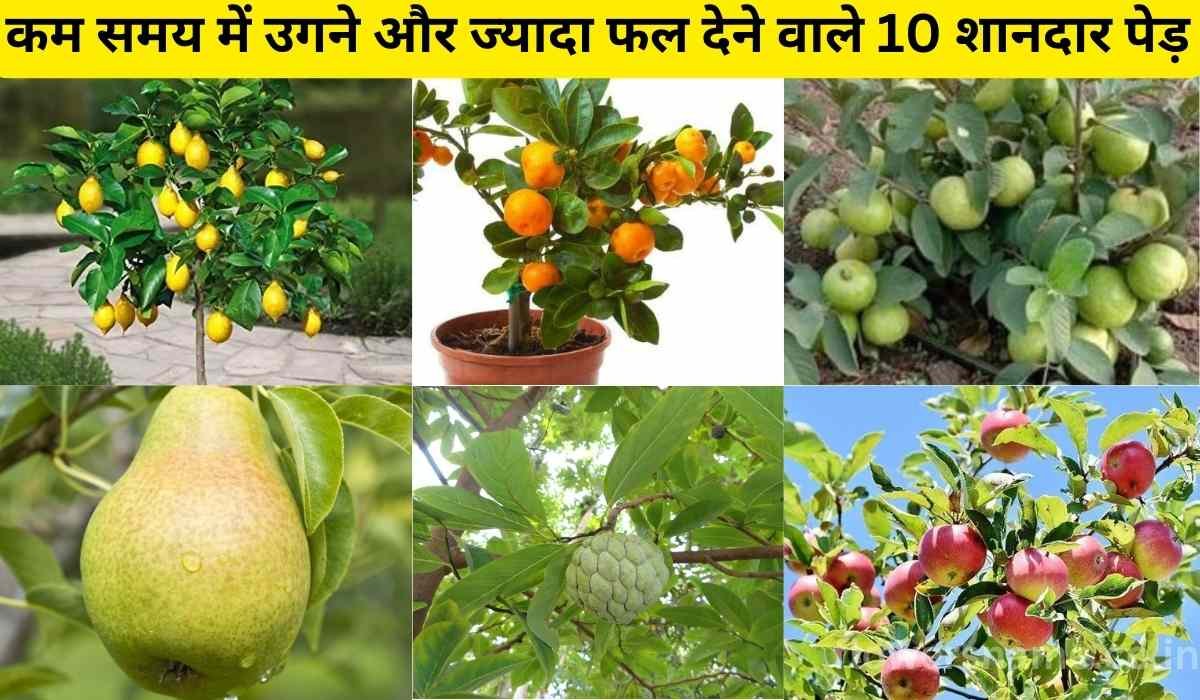 कम समय में उगने और ज्यादा फल देने वाले 10 शानदार पेड़