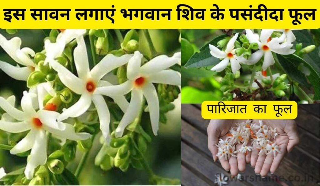 इस सावन लगाएं भगवान शिव के पसंदीदा फूल