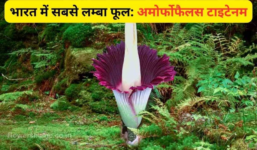 भारत में सबसे लम्बा फूल: अमोर्फोफैलस टाइटेनम