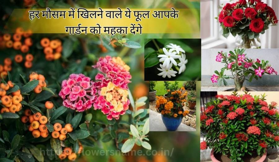 हर मौसम में खिलने वाले ये फूल आपके गार्डन को महका देंगे