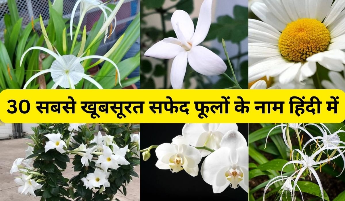 30 सबसे खूबसूरत सफेद फूलों के नाम हिंदी में