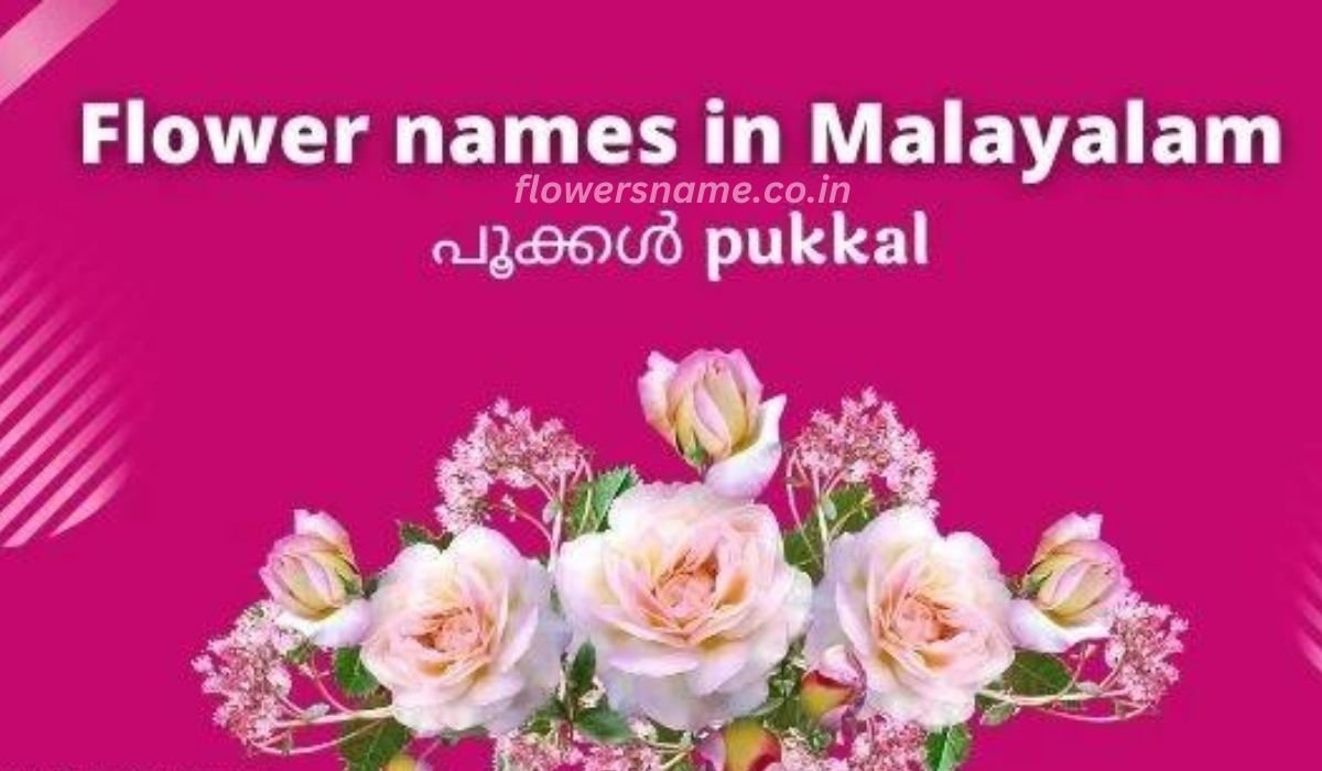 Flowers name in Malayalam ,मलयालम और अंग्रेजी में फूलों के नाम :