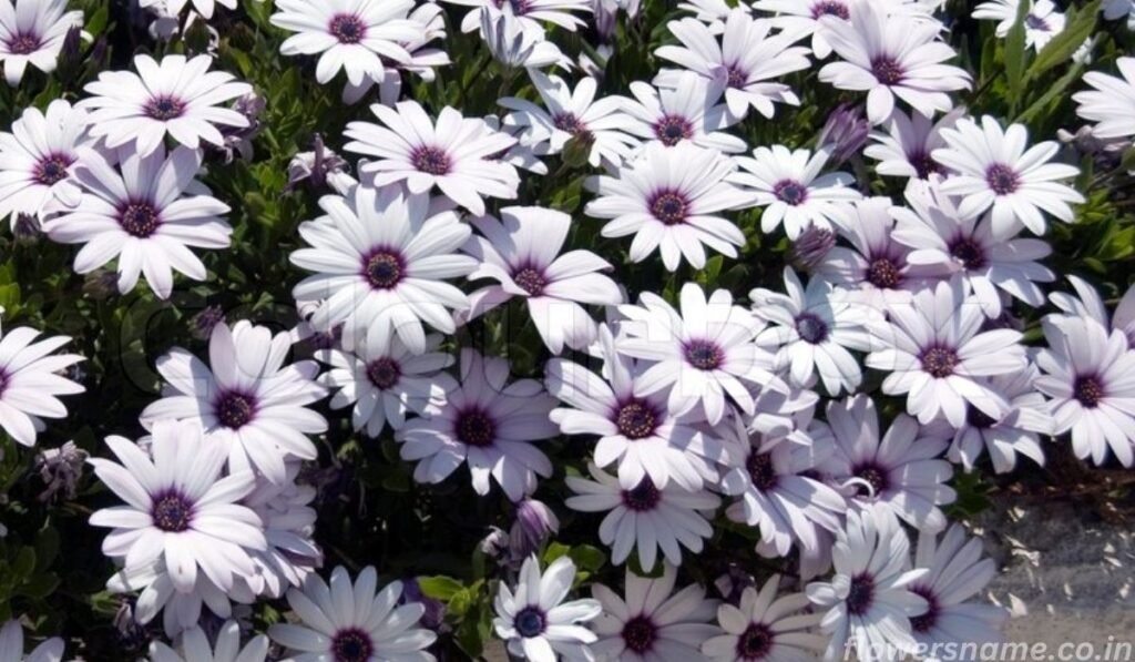Top 10 Daisy Flower Hindi Name , It makes your garden fragrant :