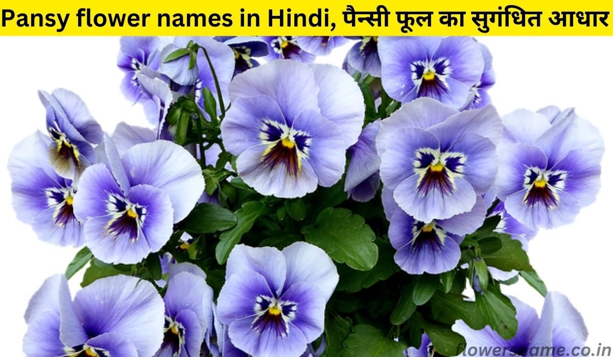Pansy flower names in Hindi, पैन्सी फूल का सुगंधित आधार |