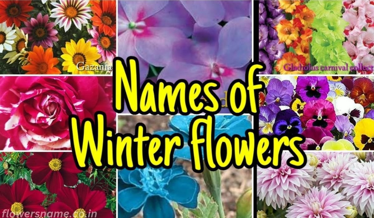 winter flowers names and pictures : सर्दियों में इन फूलों से महकाएं अपना आंगन