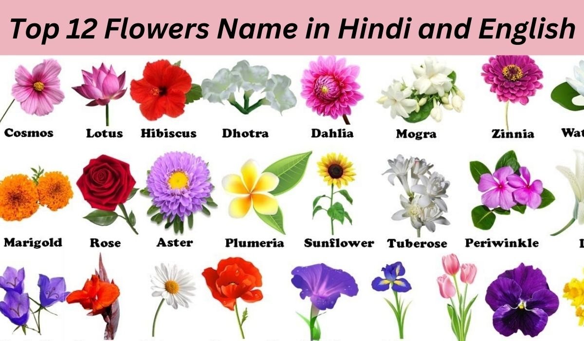 Top 12 Flowers Name in Hindi and English