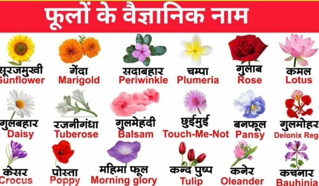 Scientific Names of flowers Pdf: फूलों की खूबसूरत दुनिया