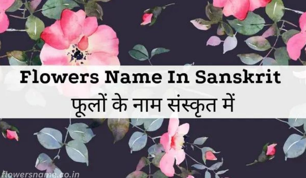 Top Five Flowers Name in Sanskrit And Hindi |
