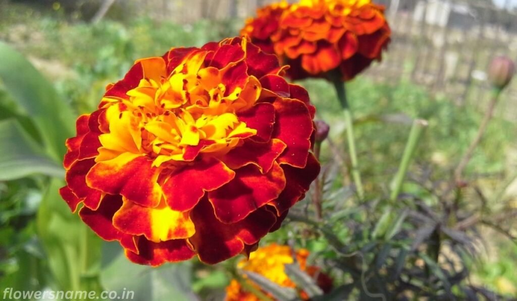 Marigold Flower in Hindi and English Name :