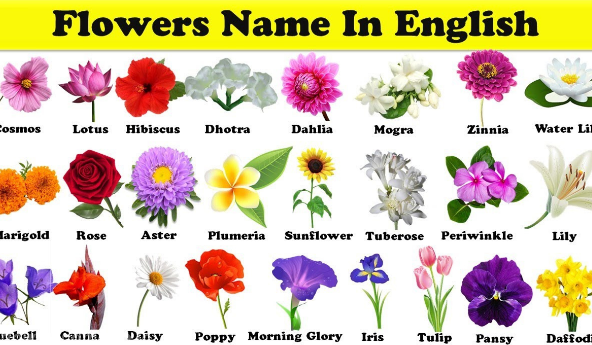 Как английски называется цвета. Название цветов. Названия цветов растений. Цветы на англ яз. Цветы названия на английском.