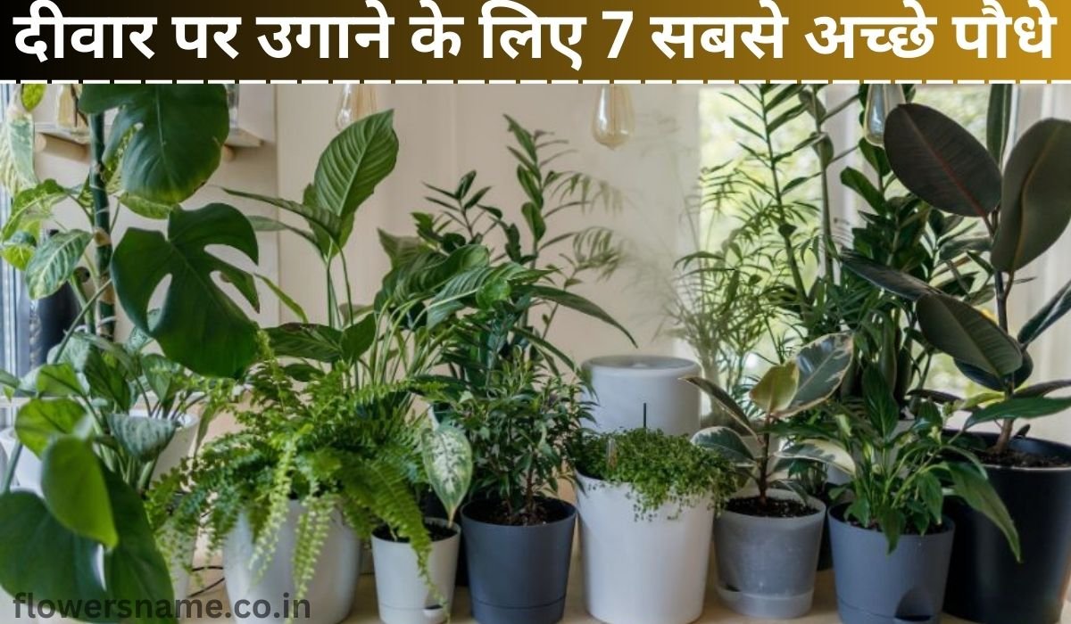 दीवार पर उगाने के लिए 7 सबसे अच्छे पौधे