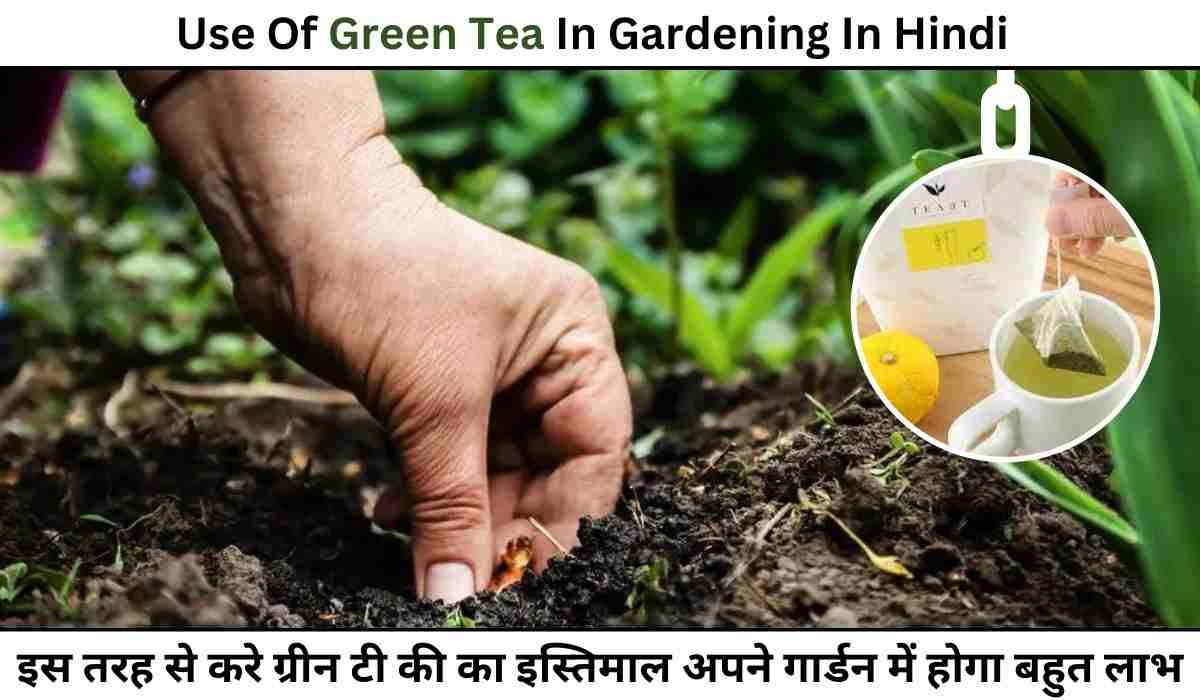 इस तरह से करे ग्रीन टी की का इस्तिमाल अपने गार्डन में होगा बहुत लाभ/Use Of Green Tea In Gardening In Hindi